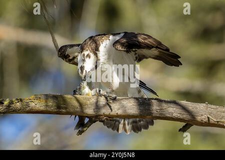 Ein Fischadler sitzt auf einem Zweig und isst einen Fisch am Fernan Lake in Nord-Idaho Stockfoto