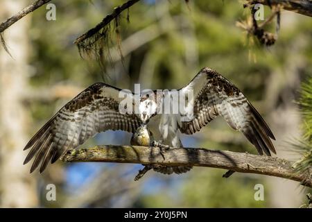 Ein Fischadler sitzt auf einem Zweig und isst einen Fisch am Fernan Lake in Nord-Idaho Stockfoto