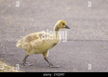 Ein älterer Gosling spaziert auf dem gepflasterten Pfad im Manito Park in Spokane, Washington Stockfoto