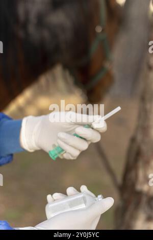 Vertikale Darstellung der Hände eines Tierarztes mit weißen Handschuhen und Uniform, die eine Spritze und eine Flasche zur Impfung des Pferdes hält. Vertikales braunes Pferd Ba Stockfoto