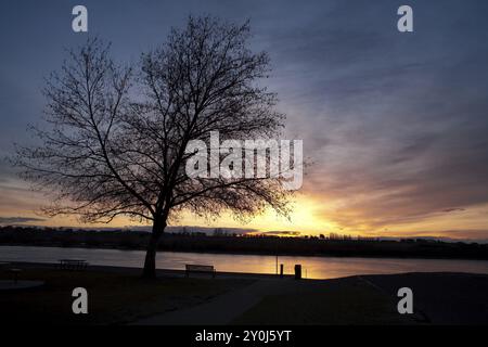 Ein Baum in Silhouette am Columbia River in der Tri Cities Gegend von Washington Stockfoto