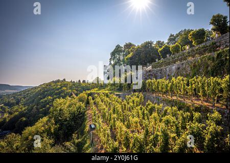 Ein sonniger Weinberg auf einem Hügel mit mehreren Terrassen in der Nähe der Dornburg Burgen und einem weiten Blick über die grüne Landschaft unter blauem Himmel, Dornburg-Camburg Stockfoto