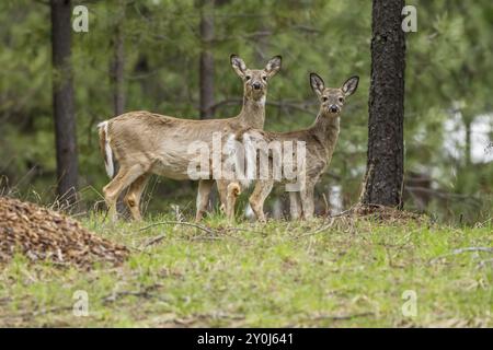 Zwei weiße Schwanzhirsche stehen im Gras und blicken auf die Kamera nördlich von Hayden, Idaho Stockfoto