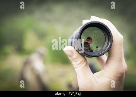 Viddal, More og Romsdal, Norwegen, Wärmebildkamera, Europa Stockfoto