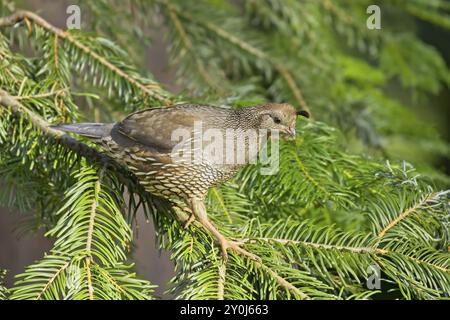 Weibliche Wachtel auf einem kleinen Kiefernzweig in Rathdrum, Idaho Stockfoto