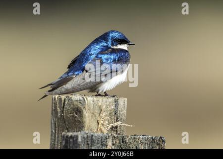 Eine niedliche kleine Baumschwalbe (Tachycineta bicolor) thront oben auf einem Pfosten im Cougar Bay Preserve in Coeur d'Alene, Idaho Stockfoto