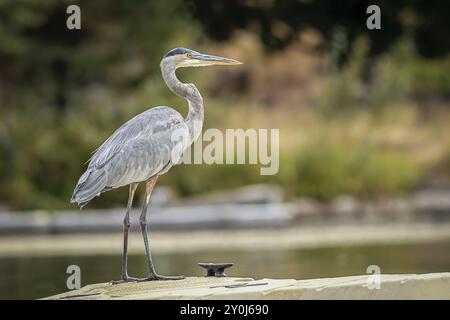 Ein großer blauer Reiher steht auf einem kleinen Dock am Newman Lake in Washington Stockfoto