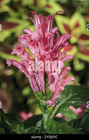 Die farbenfrohe und wunderschöne brasilianische Plume Blume in einem Arboretum Stockfoto