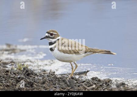 Ein kleiner Killdeer-Pflug spaziert auf unbefestigtem Boden neben dem ruhigen Teich in der Nähe von Liberty Lake, Washington Stockfoto