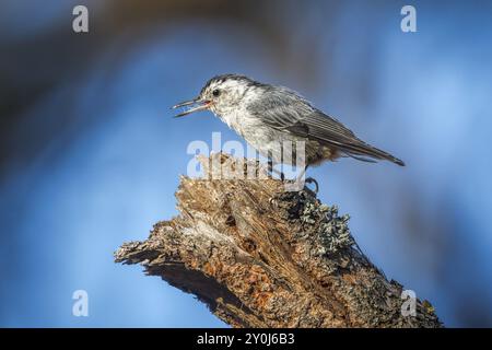 Ein kleiner Nacktschnecken-singvogel steht auf einem Baumzweig im Turnbull Wildlife Refuge in Cheney, Washington Stockfoto