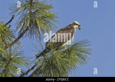 Ein Fischadler steht auf einem Zweig in einem Baum an einem sonnigen Tag in Nord-Idaho Stockfoto