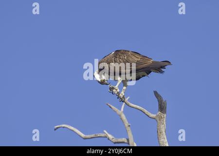 Ein Fischadler auf einem Ast schaut auf seine Krallen in Coeur d'Alene, Idaho Stockfoto