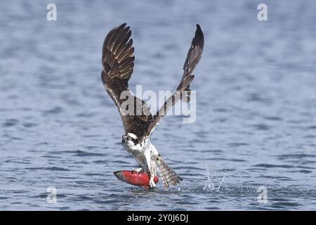 Ein Fischadler fliegt mit einem Kokanee-Lachs ab, nachdem er ihn im Hayden Lake im Norden von Idaho gefangen hat Stockfoto