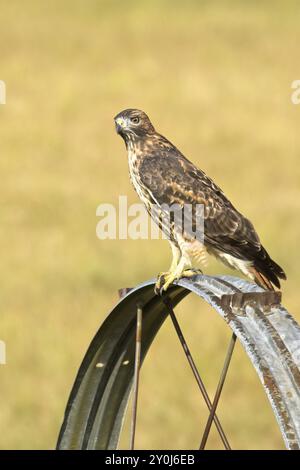 Ein wunderschöner Falke mit rauen Beinen sitzt auf einem Bewässerungsrad und sucht nach seiner nächsten Mahlzeit in Nord-Idaho Stockfoto