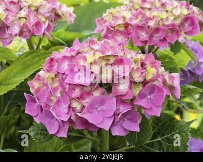 Hortensie in Blüte im Garten, Nordrhein-Westfalen, Deutschland, Europa Stockfoto
