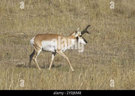 Eine männliche Gabelantilope läuft in einem grasbewachsenen Präriefeld im Westen von Montana Stockfoto