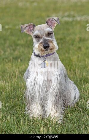 Ein Porträt eines kleinen Schnauzers in einem Park in Nord-Idaho Stockfoto