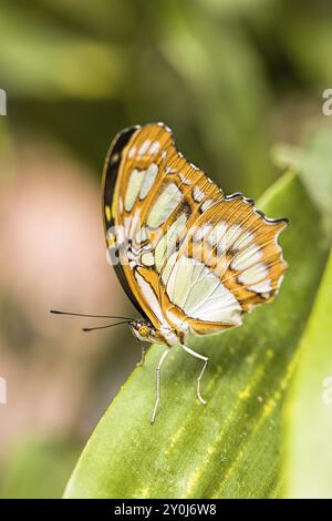 Ein Monarchschmetterling mit geschlossenen Flügeln im Victoria Schmetterlingsgarten Stockfoto