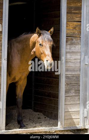 Ein kastanienfarbenes Pferd steht vor der Tür einer Scheune in Hayden, Idaho Stockfoto