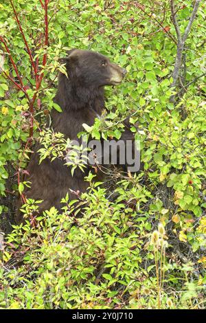 Ein weiblicher Schwarzbär ist in den Beerenbüschen und isst Beeren im Westen Montanas Stockfoto