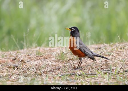 Ein amerikanischer Robin steht im Gras in einem Park in Coeur d'Alene, Idaho Stockfoto