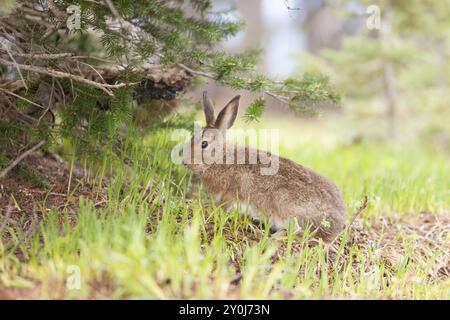 Ein Schneeschuhhase, Lepus americanus, ernährt sich im Frühsommer auf Hurricane Ridge, Washington Stockfoto