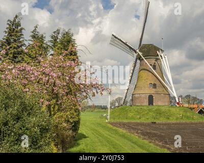 Windmühle auf einem Hügel, umgeben von blühenden Bäumen und einem grünen Feld unter bewölktem Himmel, Eibergen, Gelderland, Niederlande Stockfoto