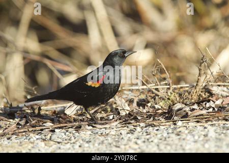 Eine Nahaufnahme einer rotgeflügelten Amsel, die nach Nahrung sucht Stockfoto