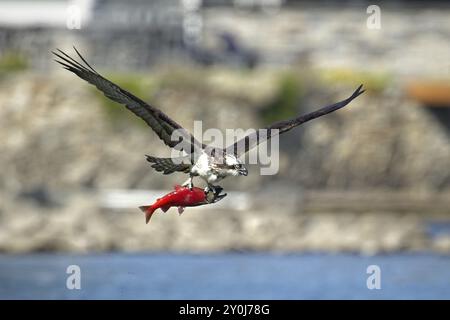 Osprey fliegt mit einem Fisch davon Stockfoto