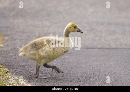 Ein älterer Gosling spaziert auf dem gepflasterten Pfad im Manito Park in Spokane, Washington Stockfoto