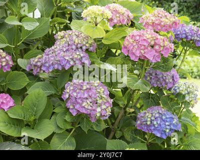 Hortensie in Blüte im Garten, Nordrhein-Westfalen, Deutschland, Europa Stockfoto