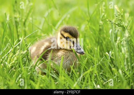 Stockentchen, anas platyrhynchos, spazieren im Gras im Manito Park in Spokane, Washington Stockfoto