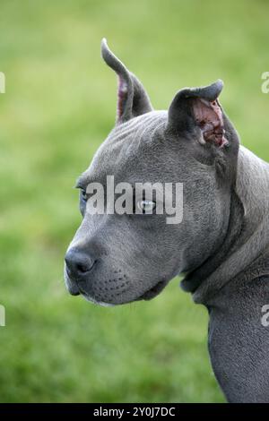 Ein niedlicher Pitbull-Welpe in Nord-Idaho Stockfoto