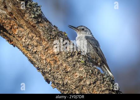 Ein kleiner Nacktschnecken-singvogel steht auf einem Baumzweig im Turnbull Wildlife Refuge in Cheney, Washington Stockfoto