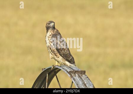 Ein wunderschöner Falke mit rauen Beinen sitzt auf einem Bewässerungsrad und sucht nach seiner nächsten Mahlzeit in Nord-Idaho Stockfoto