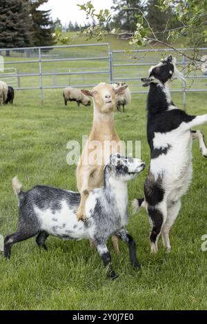 Ziegen stehen auf Hinterbeinen auf, um Blätter von einem kleinen Baum im Norden von Idaho zu essen Stockfoto