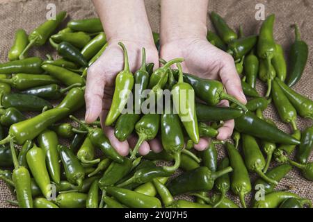 Ein Konzeptfoto von einem Paar Hände, die frisch geerntete heiße grüne Paprika in diesem Studio-Bild halten Stockfoto