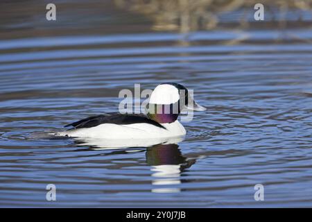 Eine männliche Büffelente schwimmt im Feuchtgebiet bei Hauser, Idaho Stockfoto