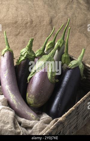 Nahaufnahme eines Stilllebens von verschiedenen Arten frisch geernteter Auberginen, die in einem Korb sitzen Stockfoto