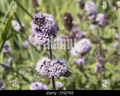 Blume der Wasserminze (Mentha aquatica), blühend, Nordrhein-Westfalen, Deutschland, Europa Stockfoto