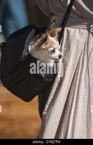 Ein kleiner chihuahua steckt seinen Kopf aus einer Tragetasche Stockfoto