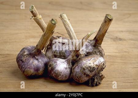 Frisch geerntete Knoblauchzwiebeln, die auf einem Holzbrett austrocknen Stockfoto