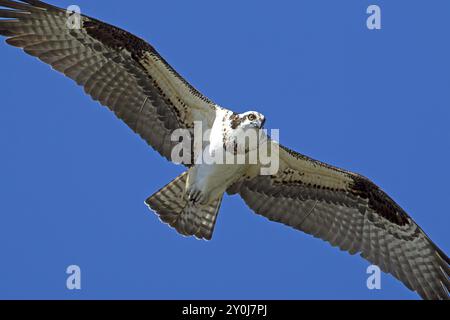 Ein Fischadler schwebt am Himmel über dem Fernan Lake in Idaho auf der Suche nach Fischen Stockfoto