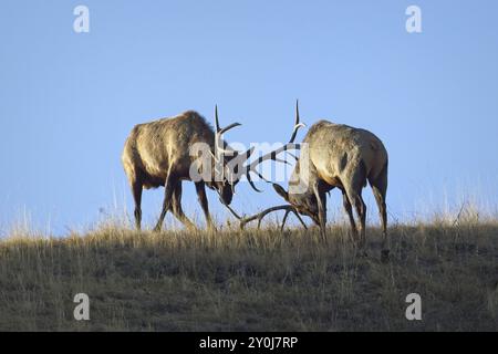 Zwei große Bullenelche kämpfen auf einem Hügel im Westen Montanas während der Furche um die Dominanz Stockfoto