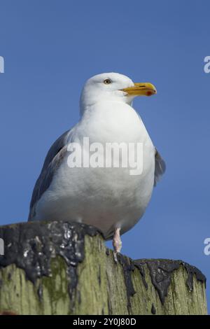 Eine Nahaufnahme eines erwachsenen Heringsmöbels, der auf einem Posten in Westhaven Cove in Westport, Washington, sitzt Stockfoto