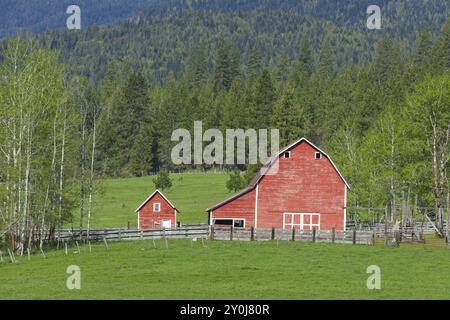 Eine ältere, hellrote Scheune in gutem Zustand steht während des Frühlings in Nord-Idaho auf einem grünen Grasfeld Stockfoto