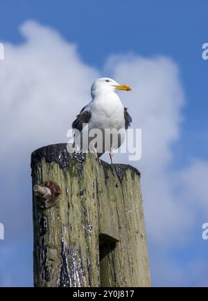 Ein erwachsener Hering Gull hockte auf einem Posten in Westhaven Cove in Westport, Washington Stockfoto