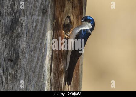 Eine niedliche kleine Baumschwalbe (Tachycineta bicolor) thront an der Seite eines kleinen Vogelhauses im Cougar Bay Preserve in Coeur d'Alene, Idaho Stockfoto