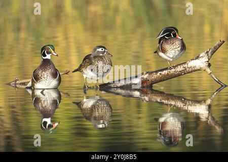 Drei Holzenten, ein Weibchen und zwei Männchen, sitzen auf einem Baumstamm, der aus dem Wasser ragt, in Spokane, Washington Stockfoto