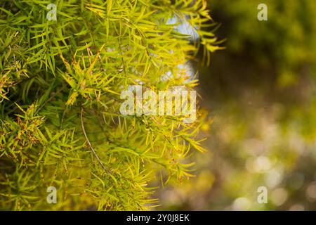 Nahaufnahme der Melaleuca linariifolia-Pflanze Stockfoto